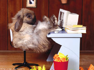 funny_bunny.jpg